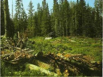  лесосека и нерациональное использование природных ресурсов 1