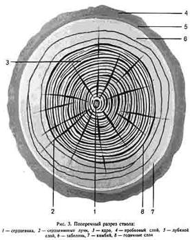  строение дерева 1