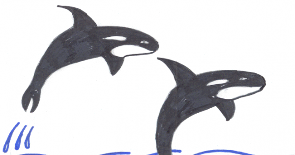 Дельфин белобочка автор рисунка ученица б класса ведрова тамара  1