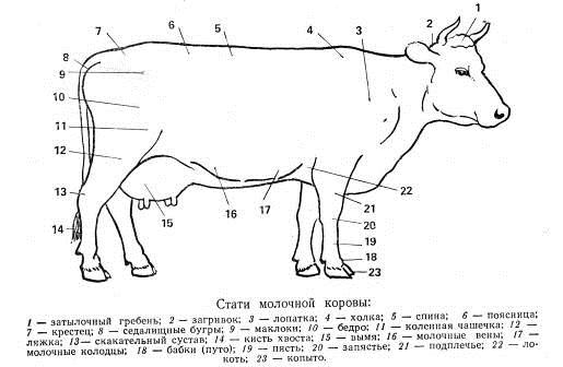  оценка и отбор сельскохозяйственных животных 1